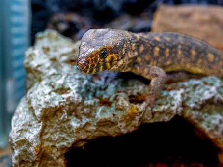 イボヨルトカゲのアップの写真