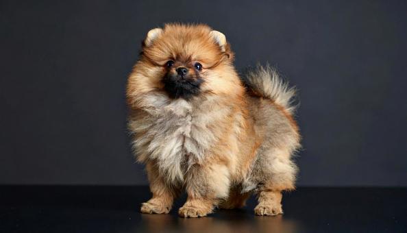 かわいいポメラニアンの写真
