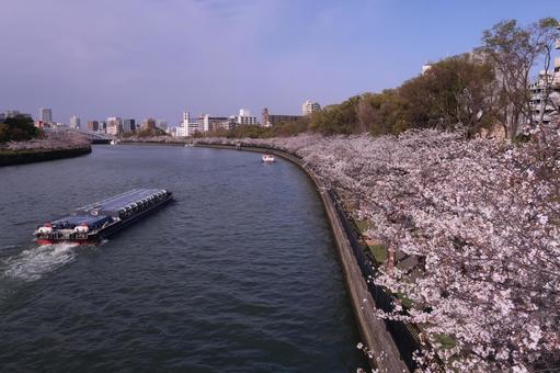 桜 桜宮 大川 春爛漫 アクアライナー 桜 桜宮 大川 春爛漫 アクアライナー 桜,桜宮,大川の写真素材