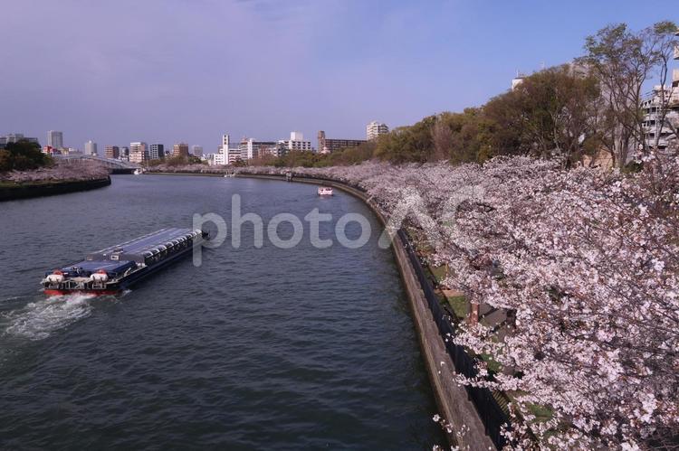 桜　桜宮　大川　春爛漫　アクアライナー 桜,桜宮,大川の写真素材