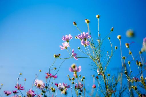 コスモスと青空 コスモスと青空の写真