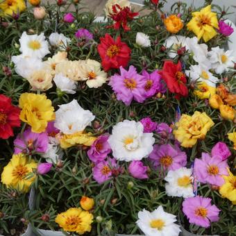 Colorful pine needle peony flowers, JPG