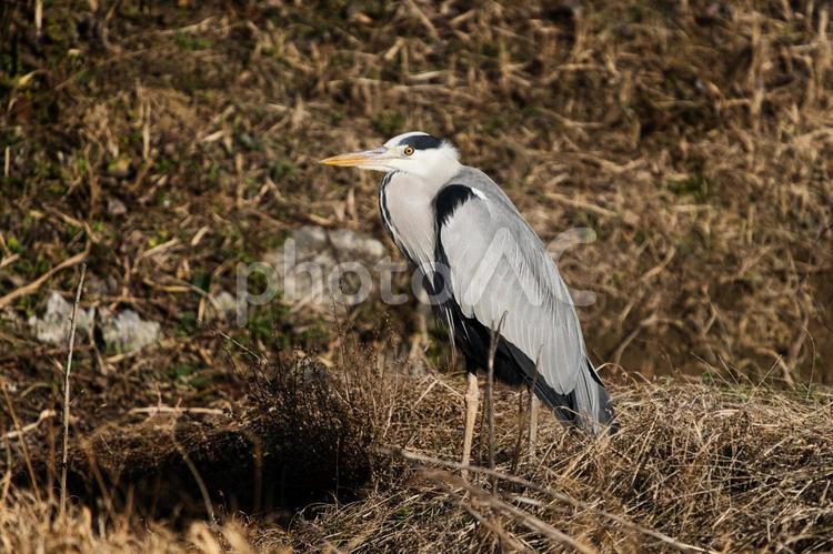 冬枯れに佇むアオサギ アオサギ,野鳥,鳥の写真素材