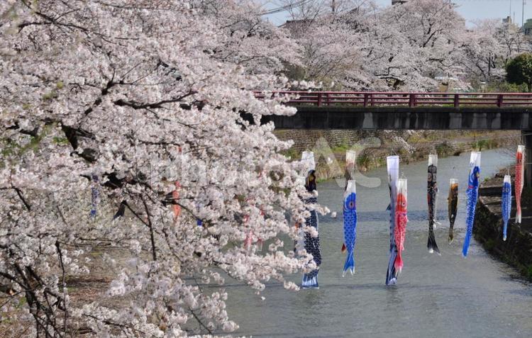 桜とこいのぼり 春,桜,こいのぼりの写真素材