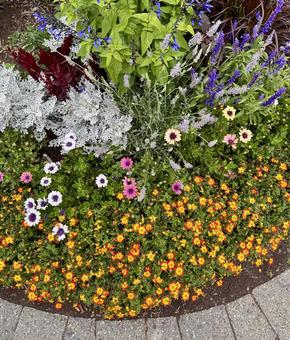 お花畑 お花畑の写真