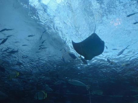 見上げる水槽 見上げる水槽の写真