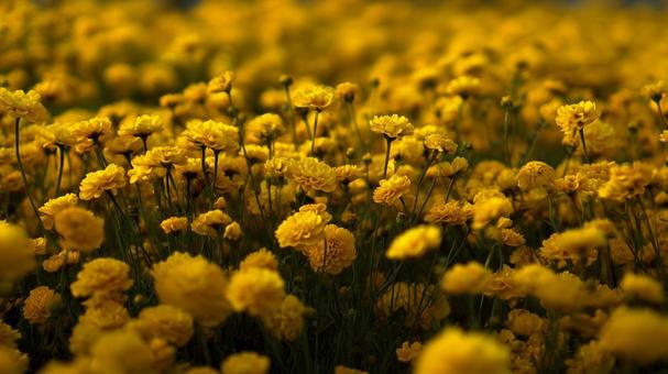 画面いっぱいの黄色の花 画面いっぱいの黄色の花の写真
