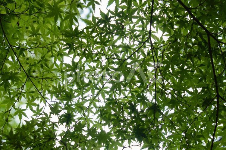 新緑のモミジ、爽やかな新緑 自然,緑,木の写真素材