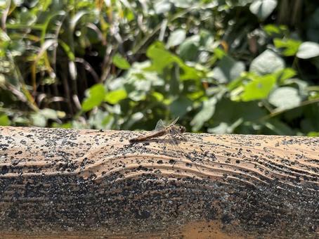 羽を休めるとんぼ とんぼ,蜻蛉,羽根の写真素材