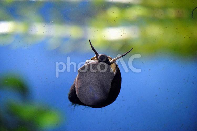 水槽のガラスについたコケを食べるタニシ タニシ,巻貝,田んぼの写真素材
