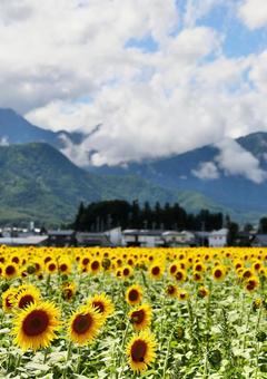 安曇野のひまわり1 安曇野のひまわり1の写真