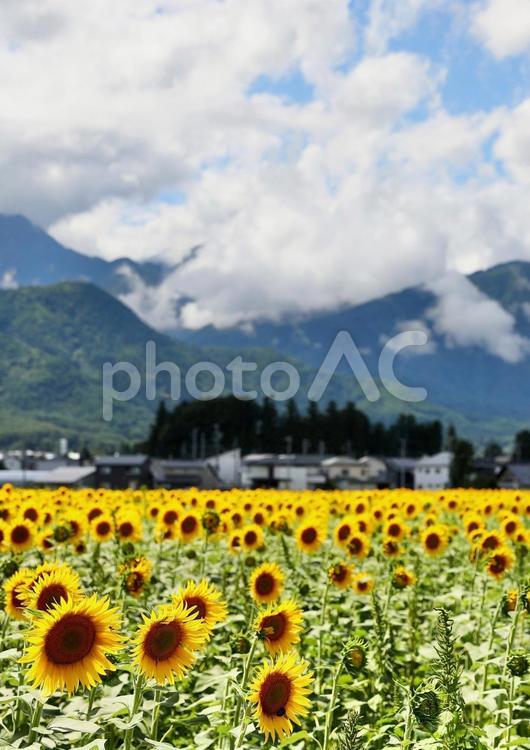 安曇野のひまわり1 ひまわり,ヒマワリ,背景の写真素材