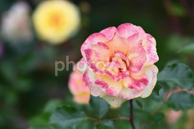 薔薇 バラ,ばら,薔薇の写真素材