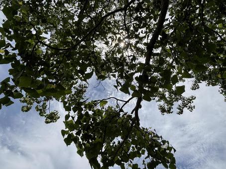 Photo, wood, trees, sky, 