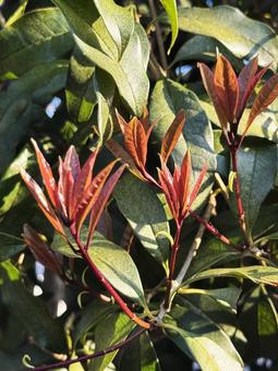 Photo, প্ররোহ, লাল কুঁড়ি, গার্ডেন গাছ, 