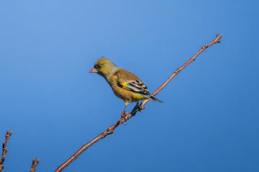 枝にとまるカワラヒワ 枝にとまるカワラヒワ カワラヒワ,野鳥,鳥の写真素材