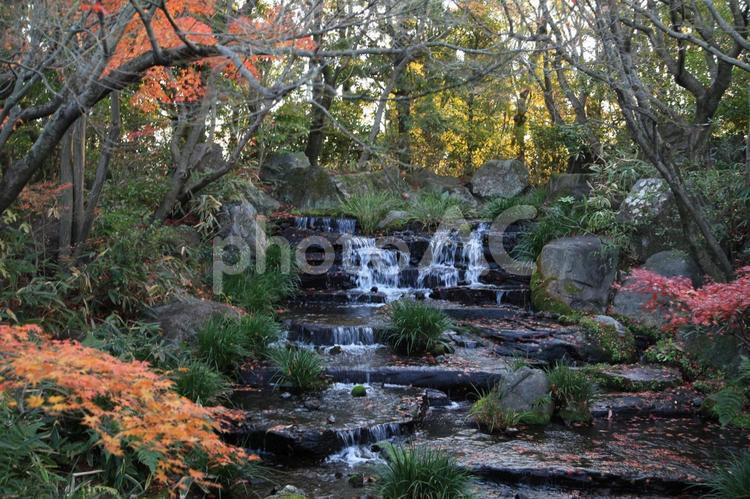 姫路城好古園　紅葉　池 世界遺産,兵庫,姫路城の写真素材