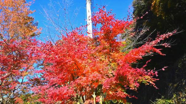 もみじ もみじの写真
