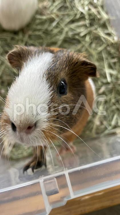 大山トムソーヤ牧場のかわいいモルモット モルモット,生き物,うさぎの写真素材