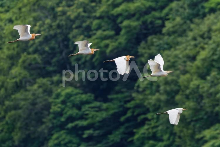 成鳥と幼鳥の群れで飛行するアマサギ アマサギ,亜麻鷺,サギの写真素材