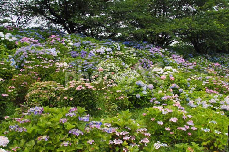 権現堂公園の紫陽花 権現堂公園,紫陽花,県営権現堂公園の写真素材