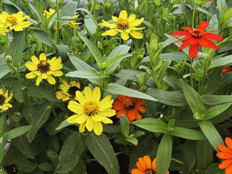 flower bed, JPG