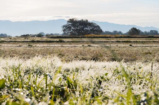 朝露に輝く広大な草地と遠景の山並み 朝露,露,水滴の写真素材