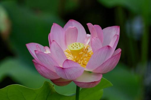lotus, JPG lotus, JPG