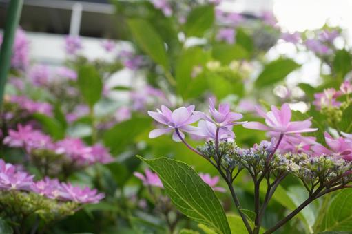 紫陽花 紫陽花の写真