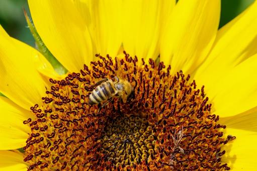 Sunflower and bee⑵, JPG Sunflower and bee⑵, JPG