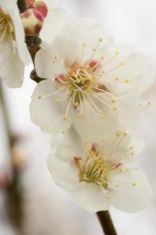 梅の花 梅の花の写真