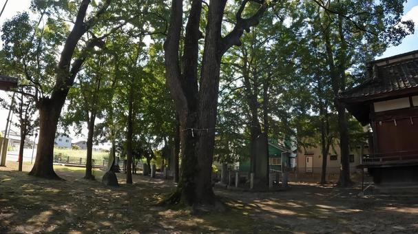 埼玉県行田市行田　 春日神社 ご神木 埼玉,行田市行田,春日神社の写真素材
