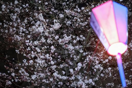 武蔵浦和の遊歩道の夜桜 武蔵浦和,桜,花見の写真素材