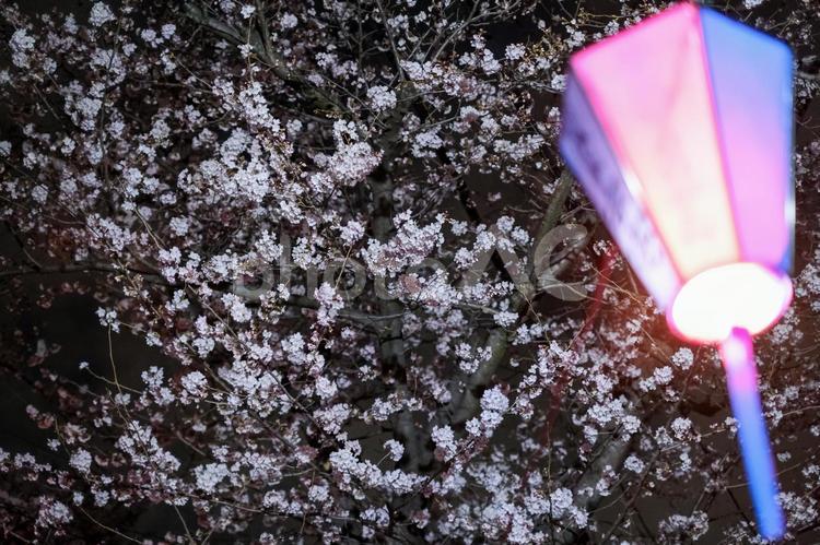 武蔵浦和の遊歩道の夜桜 武蔵浦和,桜,花見の写真素材
