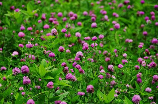 アカツメクサ アカツメクサ,ムラサキツメクサ,赤クローバーの写真素材