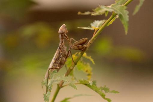 ハラビロカマキリ(茶色個体) ハラビロカマキリ(茶色個体)の写真