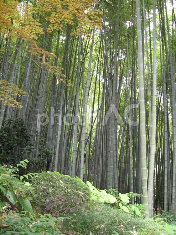 竹林ともみじ 竹林,もみじ,林の写真素材
