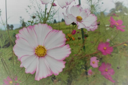 Cosmos (Blurred background), JPG Cosmos (Blurred background), JPG