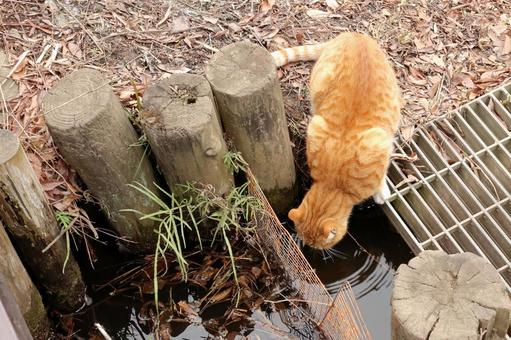 公園で暮らす猫 公園で暮らす猫 猫,野良猫,公園の写真素材