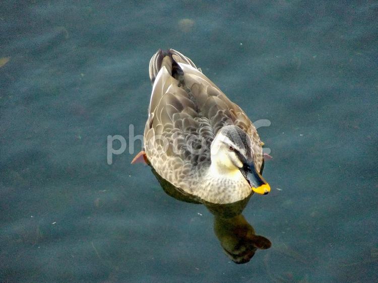 郊外の川の水面をスイスイ泳ぐカルガモ カルガモ,鳥,野鳥の写真素材