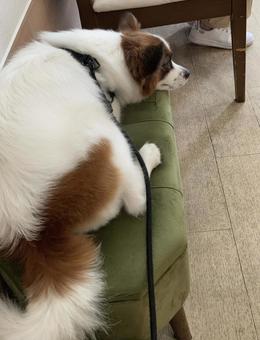 Photo, papillon, dog, pet dog, 