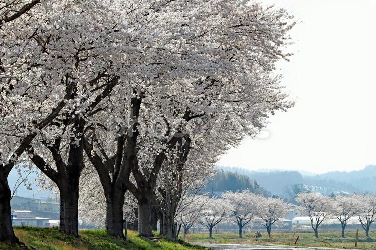 旅行や春のイメージ 春,桜,さくらの写真素材