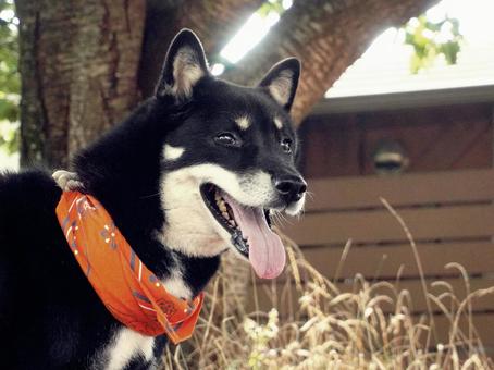 四国犬(黒) 四国犬(黒) 犬,四国犬,dogの写真素材