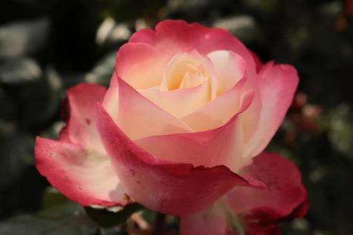 バラ園にて綺麗な薔薇を撮りました バラ園にて綺麗な薔薇を撮りましたの写真