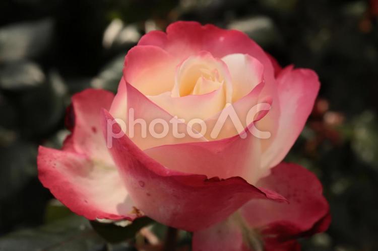 バラ園にて綺麗な薔薇を撮りました 花,薔薇,自然の写真素材