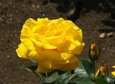 バラ ソリドール バラ,ソリドール,rosaの写真素材