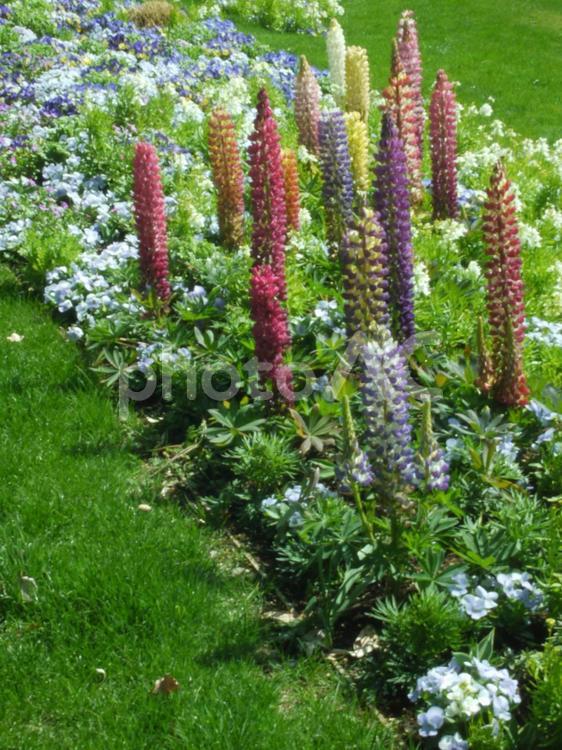 春分の日の横浜市旭区上白根町のルピナス 里山ガーデンフェスタ,大花壇,横浜の花で彩る大花壇の写真素材