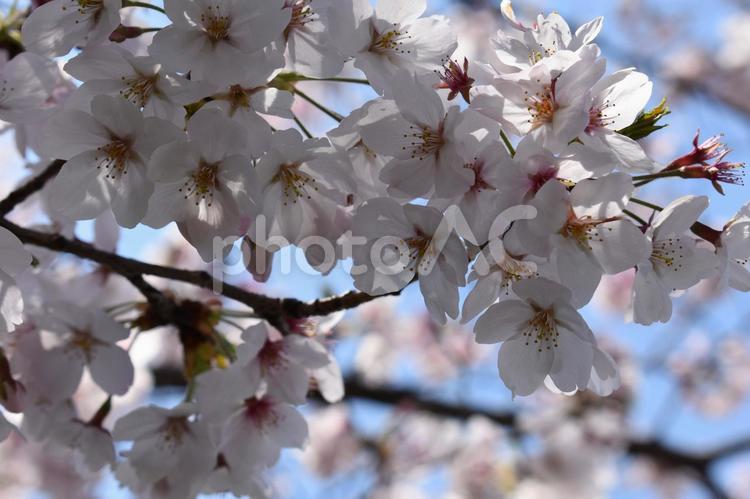 桜（ソメイヨシノ） 花,植物,桜の写真素材