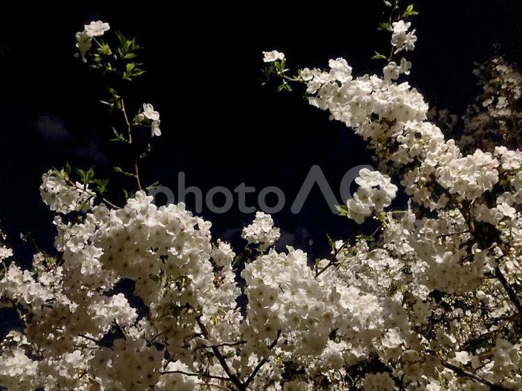 桜 桜,サクラ,さくらの写真素材