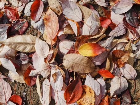 枯葉 秋,枯葉,赤いの写真素材